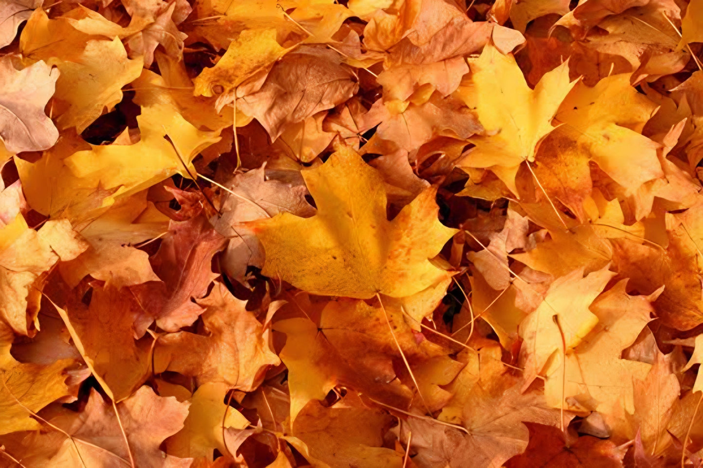 Sugar Scrubs: Seasonal